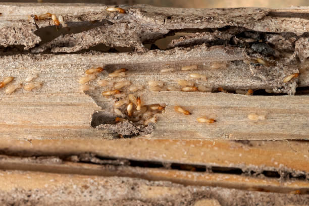 Best Local Pest Control Services  in Leonardo, NJ